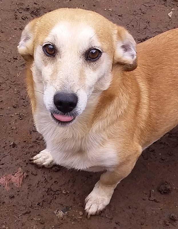 <strong> Toffie</strong> <br> Jack Russell Mix <br> Male <br> 6 Years