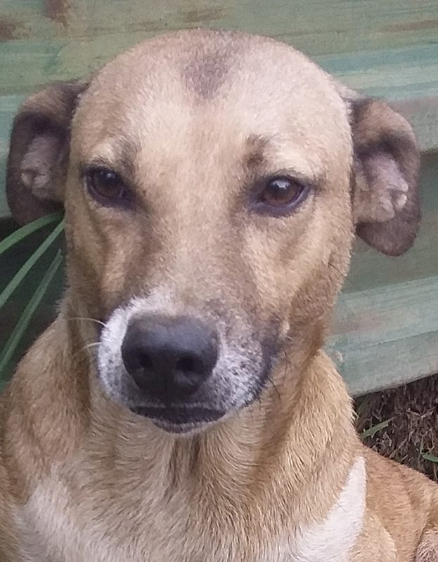 <strong> Babbels</strong> <br> Jack Russell Mix <br> Male <br> 6 Years