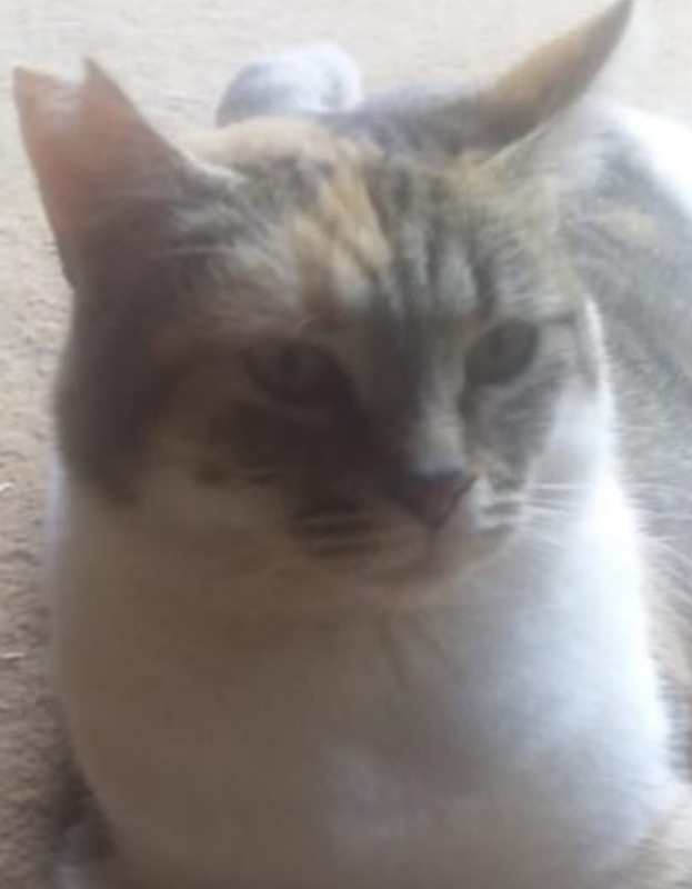<strong> Mandy</strong> <br> Mix Breed <br> Female <br> 5 Years