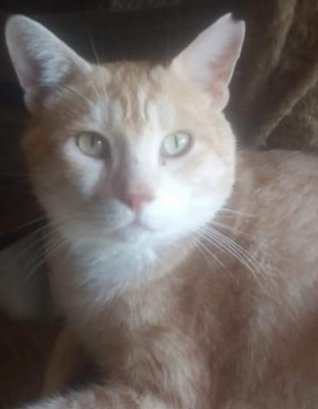 <strong> Harry</strong> <br> Mix Breed <br> Male <br> 5 Years