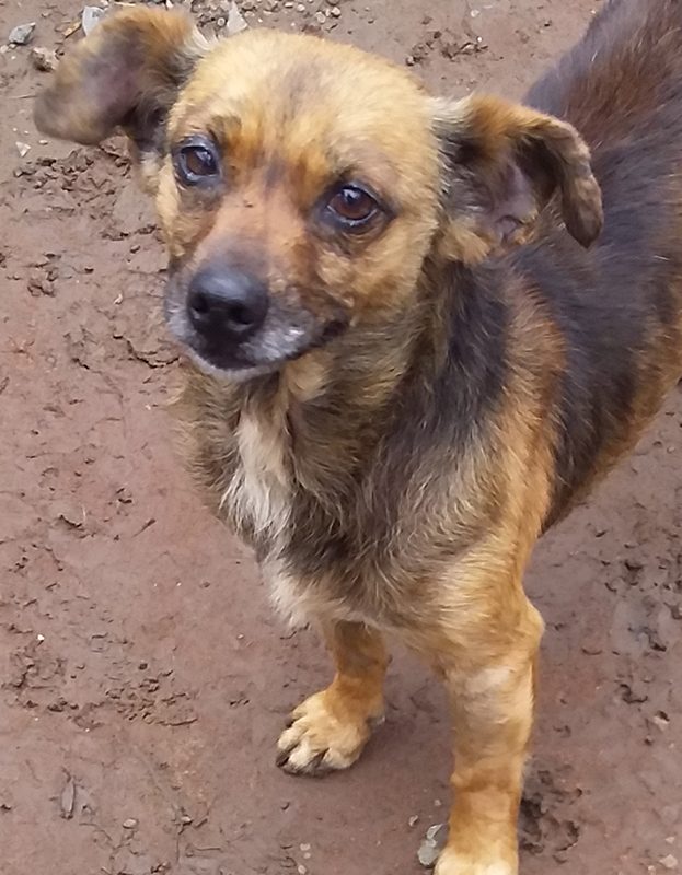 <strong> Jack</strong> <br> Mix Breed <br> Male <br> 6 Years