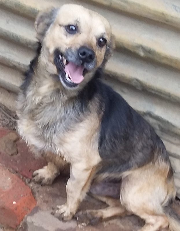 <strong> Edward</strong> <br> Mix Breed <br> Male <br> 6 Years