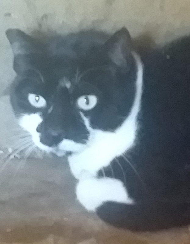 <strong> Pretty</strong> <br> Mix Breed <br> Female <br> 5 Years