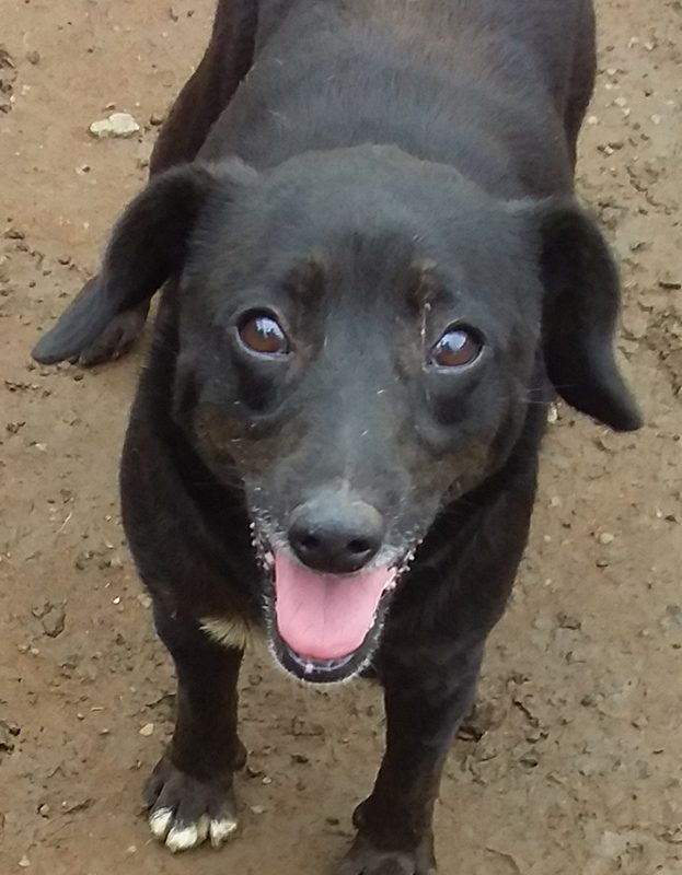 <strong> Blommtjie</strong> <br> Mix Breed <br> Female <br> 8 Years