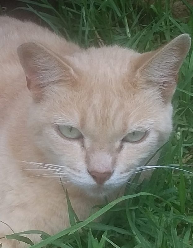 <strong> Snorkies</strong> <br> Mix Breed <br> Female <br> 5 Years