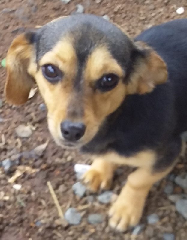 <strong> Mario</strong> <br> Mix Breed <br> Male <br> 2 Years