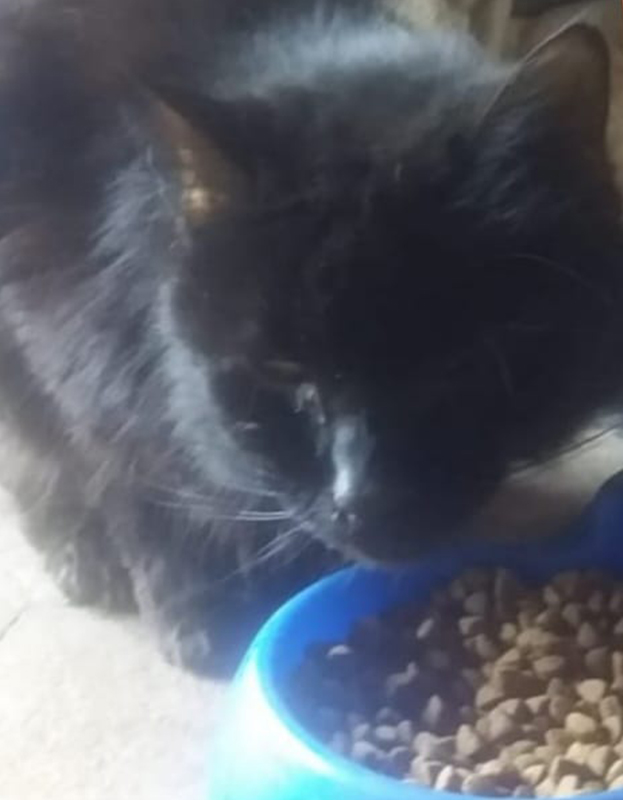 <strong> Sebastian</strong> <br> Mix Breed <br> Male <br> 5 Years