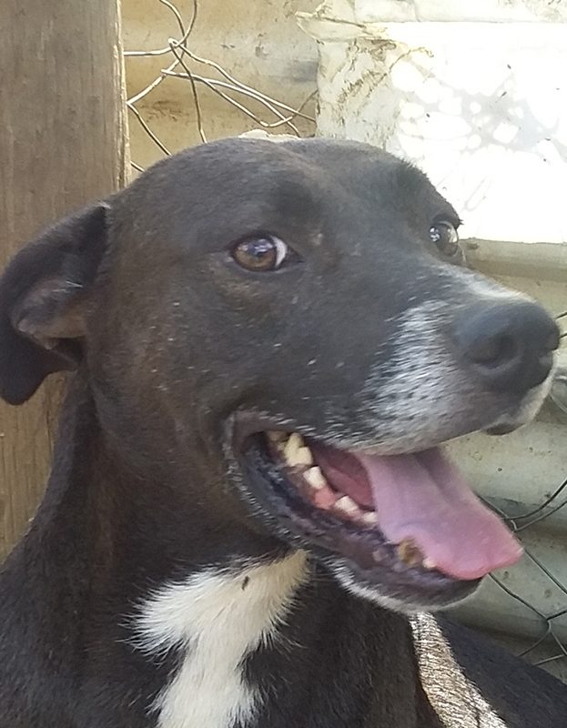 <strong> Isak</strong> <br> Mix Breed <br> Male <br> 5 Years