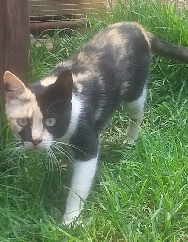 <strong> Kelly</strong> <br> Mix Breed <br> Female <br> 6 Years