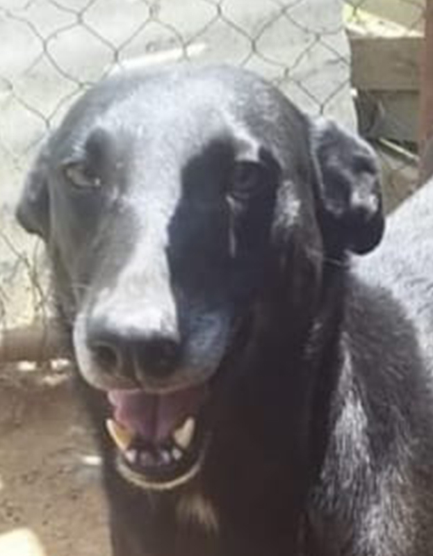 <strong> Spanner</strong> <br> Sighthound Mix Breed <br> Male <br> 5 Years