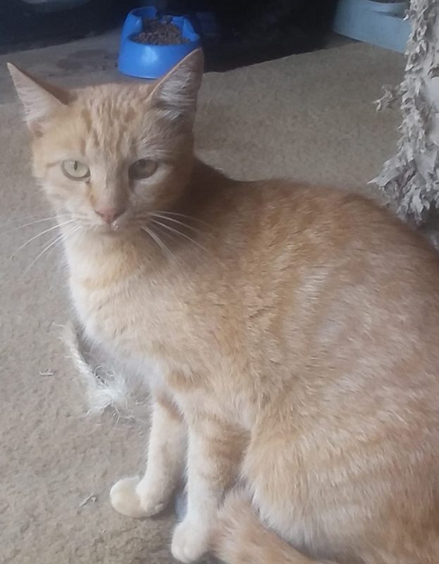 <strong> Sterretjie</strong> <br> Mix Breed <br> Female <br> 6 Years
