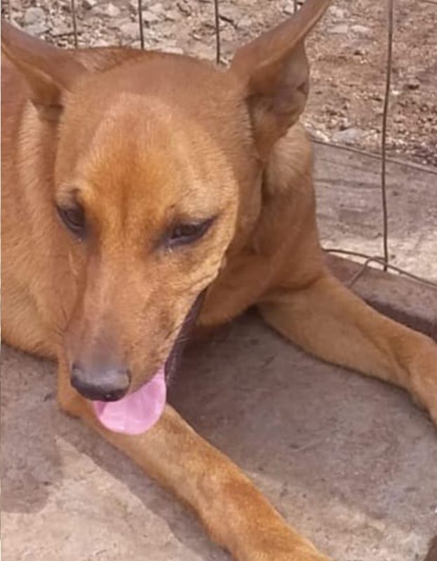 <strong> Calli</strong> <br> Mix Breed <br> Female <br> 2 Years