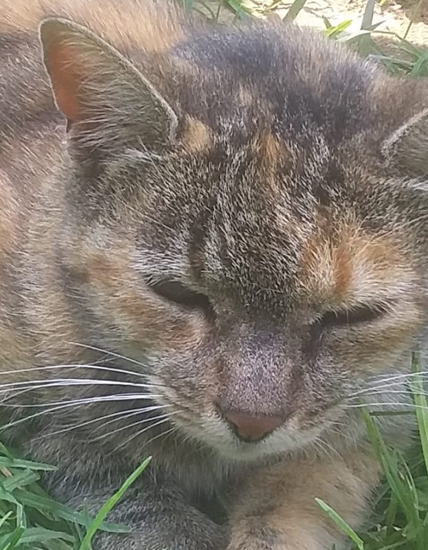 <strong> Lukies</strong> <br> Mix Breed <br> Male <br> 6 Years