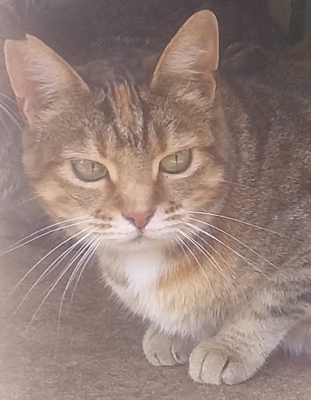 <strong> Bella</strong> <br> Mix Breed <br> Female <br> 6 Years