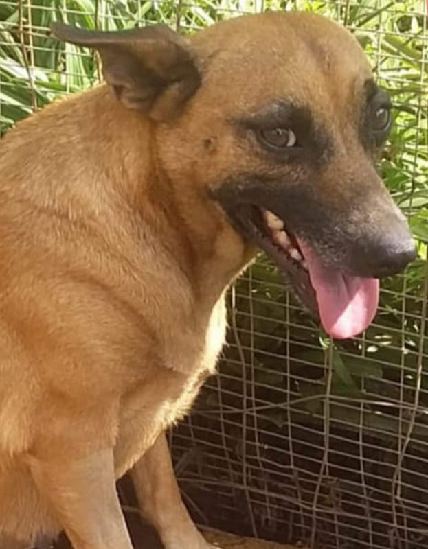 <strong> Poppie</strong> <br> Mix Breed <br> Female <br> 5 Years
