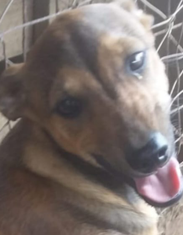 <strong> Stare</strong> <br> Mix Breed <br> Female <br> 7 Months