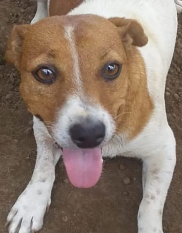 <strong> Ashley</strong> <br> Jack Russell Terrier <br> Female <br> 8 Years