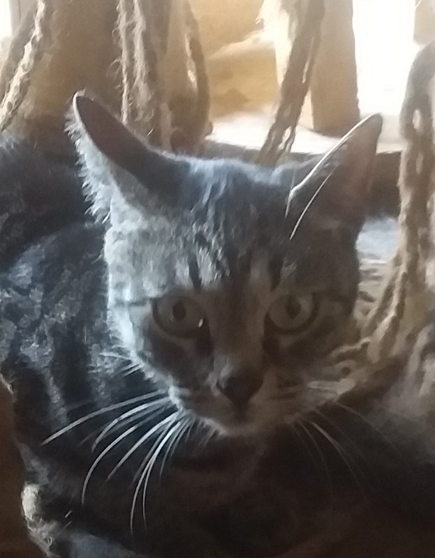 <strong> Cuddles</strong> <br> Mix Breed <br> Female <br> 7 Years