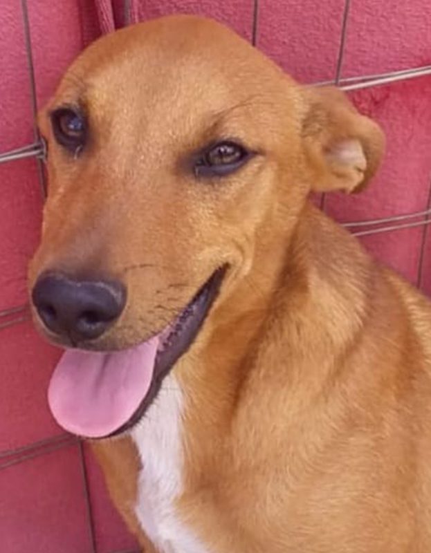 <strong> Billy</strong> <br> Mix Breed <br> Male <br> 2 Years