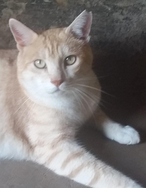 <strong> Romio</strong> <br> Mix Breed <br> Male <br> 7 Years