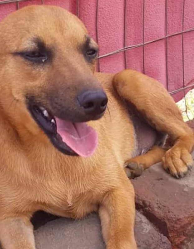 <strong> Bennie</strong> <br> Mix Breed <br> Male <br> 2 Years