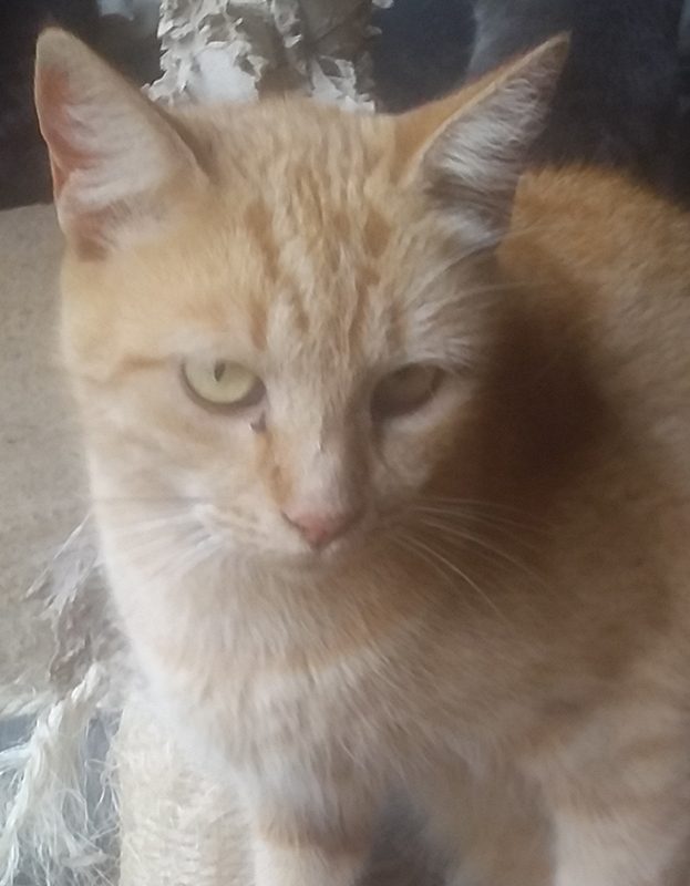 <strong> Jerry</strong> <br> Mix Breed <br> Male <br> 7 Years