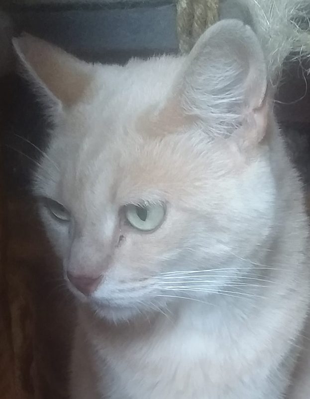 <strong> Kita</strong> <br> Mix Breed <br> Female <br> 7 Years