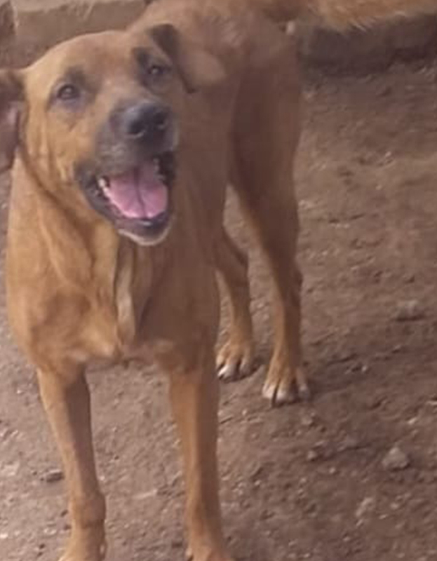 <strong> Liza</strong> <br> Boerboel Mix <br> Female <br> 6 Years
