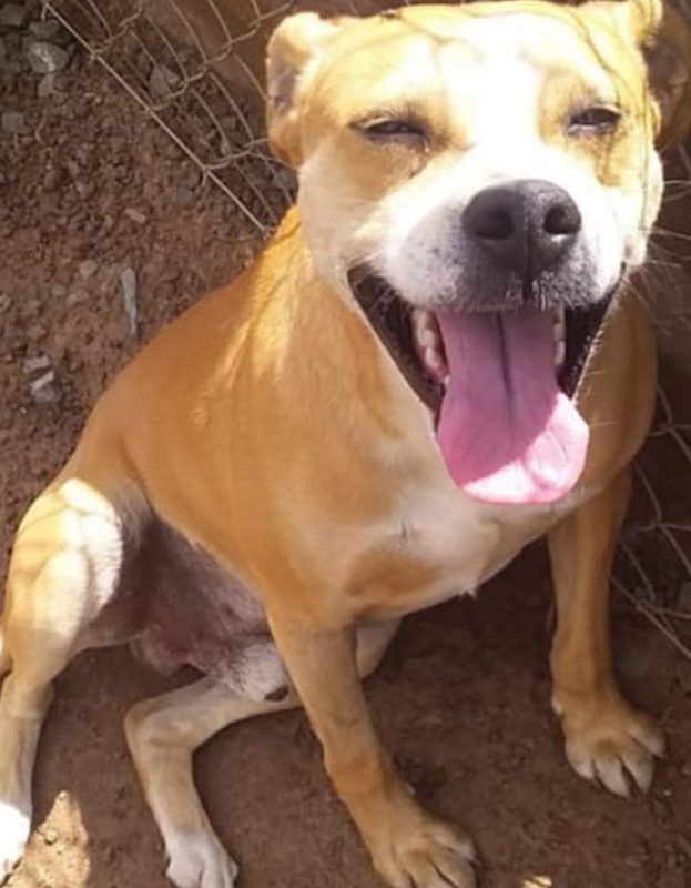 <strong> Chippie</strong> <br> Mix Breed <br> Male <br> 5 Years
