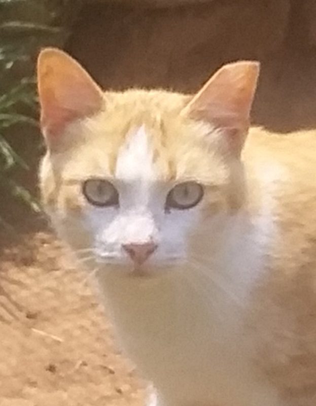 <strong> Tommie</strong> <br> Mix Breed <br> Male <br> 7 Years