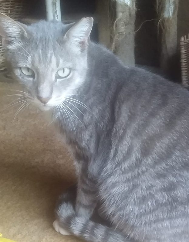 <strong> Oortjie</strong> <br> Mix Breed <br> Female <br> 8 Years