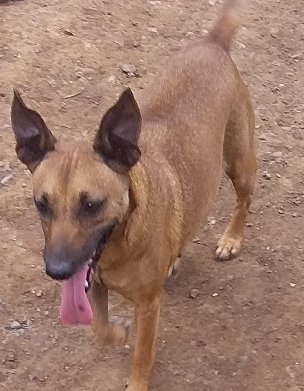 <strong> Trixie</strong> <br> Mix Breed <br> Female <br> 5 Years