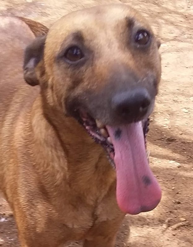 <strong> Bea</strong> <br> Mix Breed <br> Female <br> 5 Years