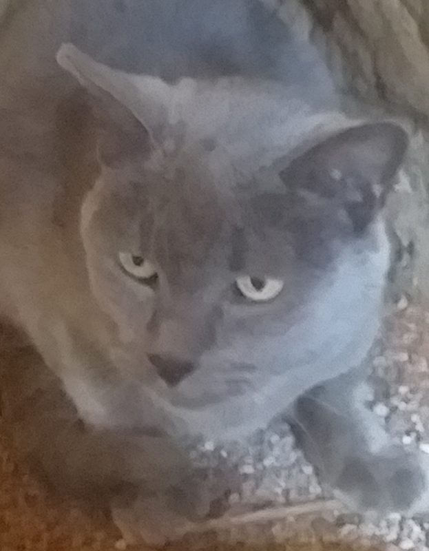 <strong> Dante</strong> <br> Mix Breed <br> Female <br> 8 Years
