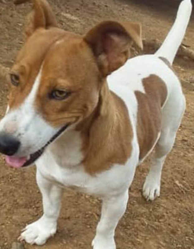 <strong> Jack</strong> <br> Jack Russell Terrier <br> Male <br> 6 Years