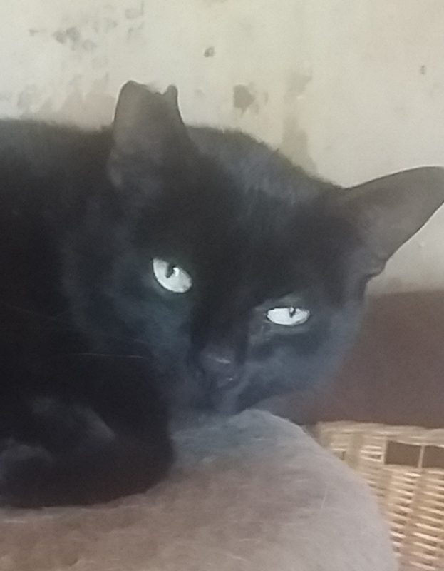 <strong> Pretty</strong> <br> Mix Breed <br> Female <br> 8 Years