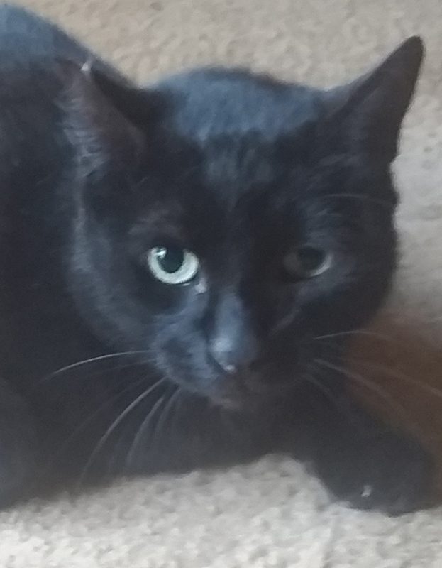 <strong> Gogga</strong> <br> Mix Breed <br> Female <br> 8 Years