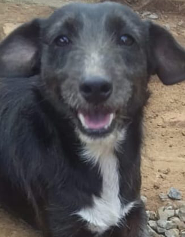 <strong> Stoffel</strong> <br> Mix Breed <br> Male <br> 6 Years