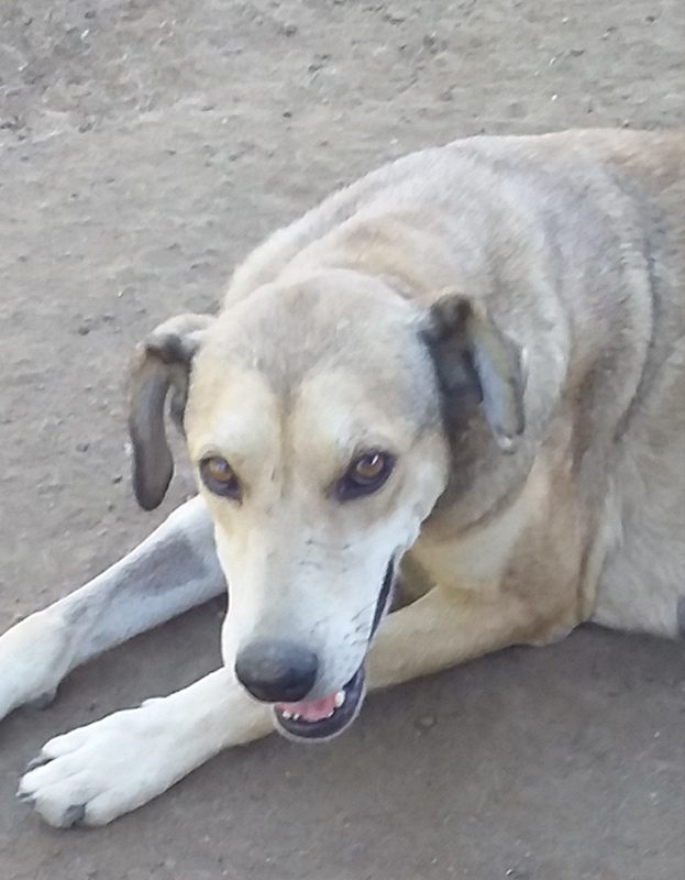 <strong> Shells</strong> <br> Mix Breed <br> Female <br> 4 Years