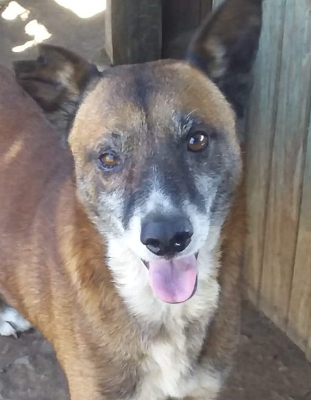 <strong> Max</strong> <br> Mix Breed <br> Male <br> 6 Years