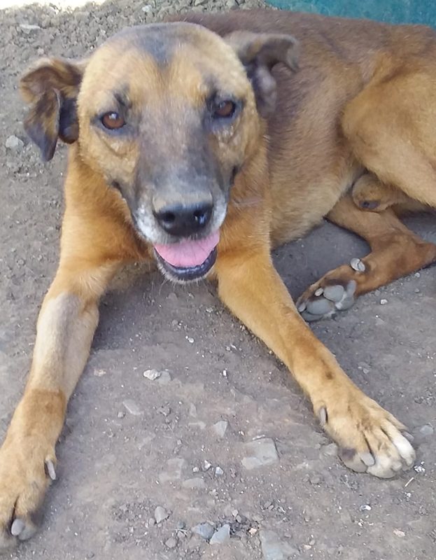 <strong> Elvis</strong> <br> Mix Breed <br> Male <br> 10 Years