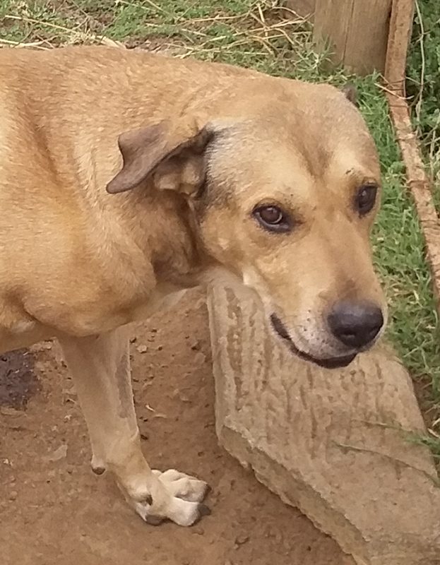 <strong> Morris</strong> <br> Boerboel Mix <br> Male <br> 8 Years