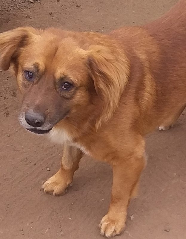 <strong> Brandy</strong> <br> Mix Breed <br> Male <br> 6 Years