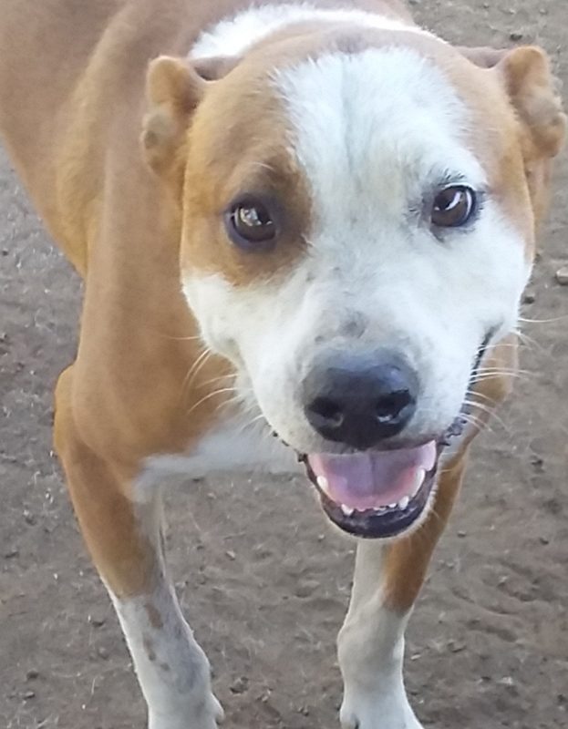 <strong> Sproete</strong> <br> Pitbull Mix <br> Male <br> 5 Years