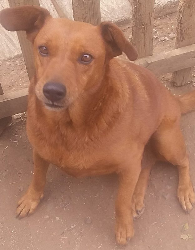 <strong> Speedi</strong> <br> Mix Breed <br> Male <br> 6 Years