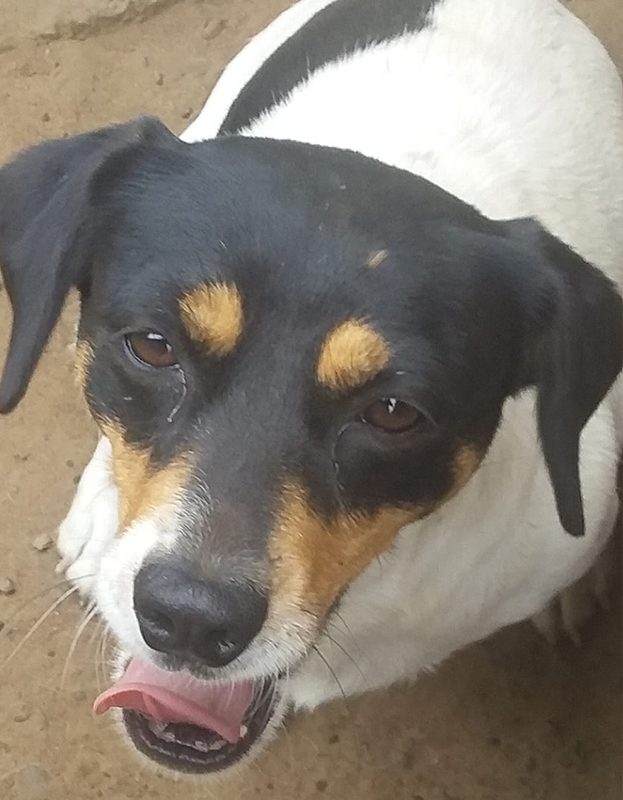 <strong> Riley</strong> <br> Foksie <br> Female <br> 4 Years