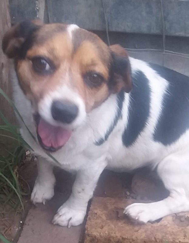 <strong> Roxy</strong> <br> Foksie <br> Female <br> 5 Years