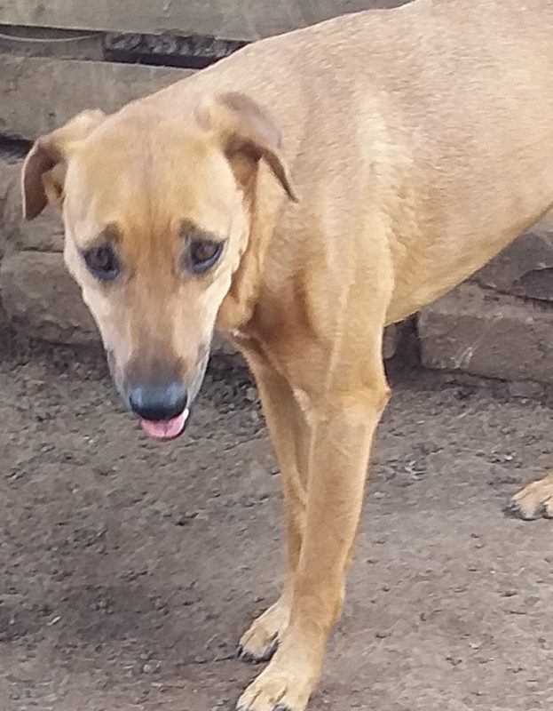 <strong> Zoe</strong> <br> Mix Breed <br> Female <br> 7 Years