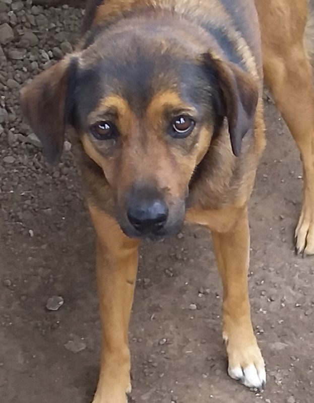 <strong> Mia</strong> <br> Mix Breed <br> Female <br> 7 Years