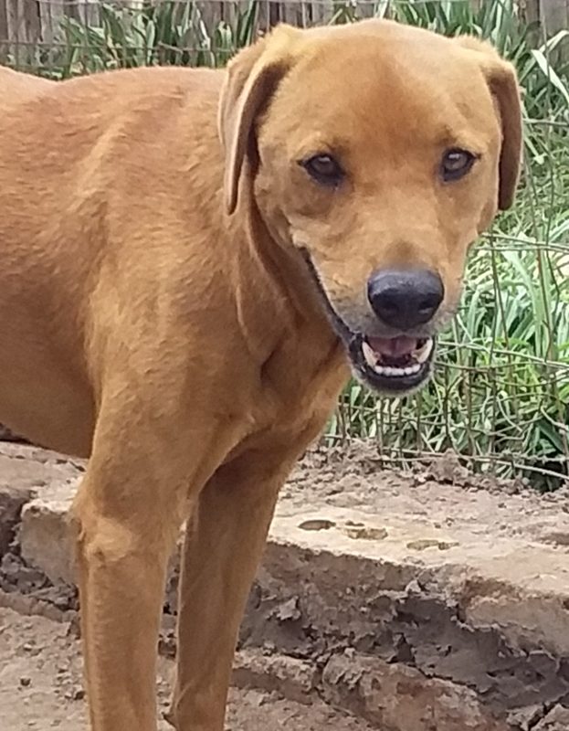 <strong> Milly</strong> <br> Mix Breed <br> Female <br> 9 Years